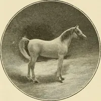 Picture 256 of 290 from The encyclopaedia of sport (1897), leaf 572