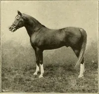 Picture 257 of 290 from The encyclopaedia of sport (1897), leaf 574