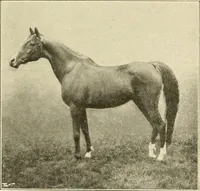 Picture 258 of 290 from The encyclopaedia of sport (1897), leaf 577