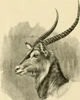 Picture 27 of 290 from The encyclopaedia of sport (1897), leaf 58
