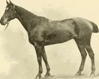 Picture 261 of 290 from The encyclopaedia of sport (1897), leaf 583