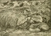 Picture 265 of 290 from The encyclopaedia of sport (1897), leaf 610