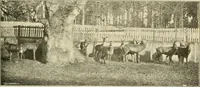 Picture 270 of 290 from The encyclopaedia of sport (1897), leaf 625