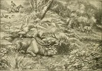 Picture 273 of 290 from The encyclopaedia of sport (1897), leaf 632