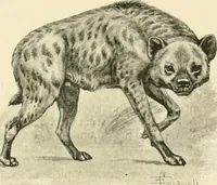 Picture 274 of 290 from The encyclopaedia of sport (1897), leaf 637
