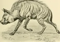 Picture 275 of 290 from The encyclopaedia of sport (1897), leaf 639