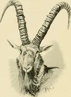 Picture 276 of 290 from The encyclopaedia of sport (1897), leaf 640