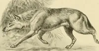Picture 281 of 290 from The encyclopaedia of sport (1897), leaf 650