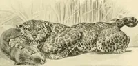 Picture 282 of 290 from The encyclopaedia of sport (1897), leaf 651