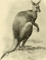 Picture 283 of 290 from The encyclopaedia of sport (1897), leaf 653
