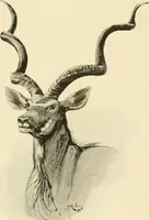 Picture 284 of 290 from The encyclopaedia of sport (1897), leaf 657