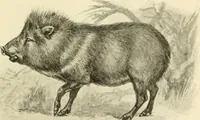 An illustration from The encyclopaedia of sport (1897)