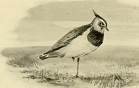 An illustration from The encyclopaedia of sport (1897)
