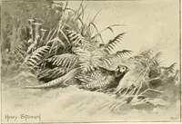 An illustration from The encyclopaedia of sport (1897)