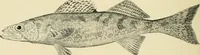 An illustration from The encyclopaedia of sport (1897)