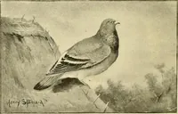 An illustration from The encyclopaedia of sport (1897)