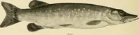 An illustration from The encyclopaedia of sport (1897)