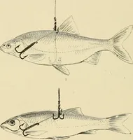 An illustration from The encyclopaedia of sport (1897)