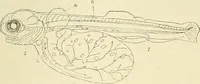 An illustration from The encyclopaedia of sport (1897)