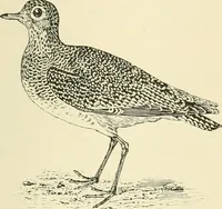 An illustration from The encyclopaedia of sport (1897)