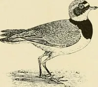 An illustration from The encyclopaedia of sport (1897)