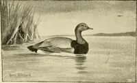 An illustration from The encyclopaedia of sport (1897)