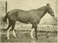An illustration from The encyclopaedia of sport (1897)