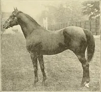 An illustration from The encyclopaedia of sport (1897)