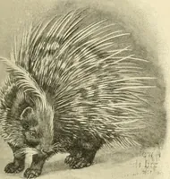 An illustration from The encyclopaedia of sport (1897)