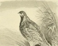 An illustration from The encyclopaedia of sport (1897)