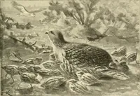 An illustration from The encyclopaedia of sport (1897)