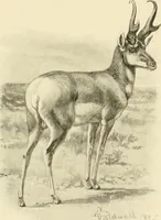An illustration from The encyclopaedia of sport (1897)