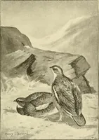 An illustration from The encyclopaedia of sport (1897)