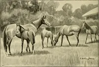 An illustration from The encyclopaedia of sport (1897)