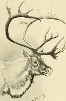 An illustration from The encyclopaedia of sport (1897)