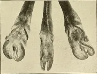 An illustration from The encyclopaedia of sport (1897)