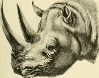 An illustration from The encyclopaedia of sport (1897)