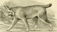An illustration from The encyclopaedia of sport (1897)