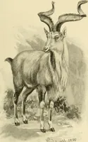 An illustration from The encyclopaedia of sport (1897)