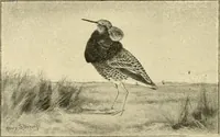 An illustration from The encyclopaedia of sport (1897)