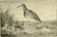 An illustration from The encyclopaedia of sport (1897)