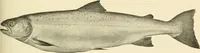 An illustration from The encyclopaedia of sport (1897)