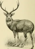 An illustration from The encyclopaedia of sport (1897)