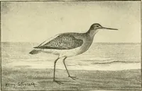 An illustration from The encyclopaedia of sport (1897)