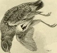 An illustration from The encyclopaedia of sport (1897)