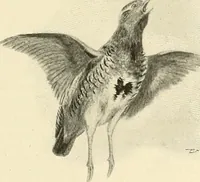 An illustration from The encyclopaedia of sport (1897)