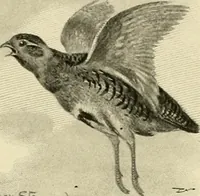 An illustration from The encyclopaedia of sport (1897)