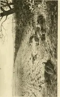 An illustration from The encyclopaedia of sport (1897)