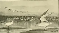 An illustration from The encyclopaedia of sport (1897)