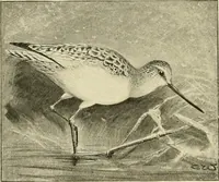 An illustration from The encyclopaedia of sport (1897)